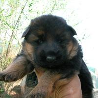 Insuperabili cuccioli di pastore tedesco