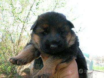 Insuperabili cuccioli di pastore tedesco