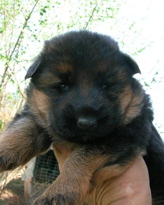 Insuperabili cuccioli di pastore tedesco