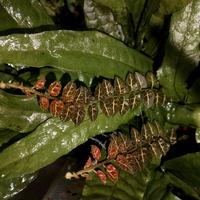 Solanum evolvulifolium