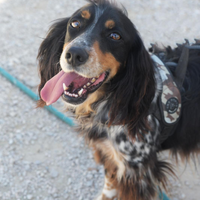 Condor lo splendido cagnolino che aspetta una fami