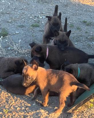 Cucciolo Pastore Belga Malinois Fulvo Carbonato