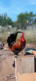 Galli ruspanti di Siciliana Coronata
