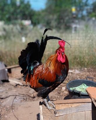 Galli ruspanti di Siciliana Coronata