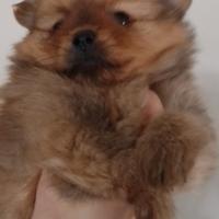 Spitz di Pomerania Nano