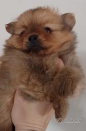 Spitz di Pomerania Nano