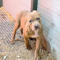 Femminuccia Silver merle