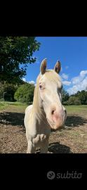 Cavallo Quarter horse albino occhi azzurri
