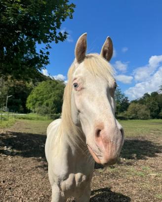 Cavallo Quarter horse albino occhi azzurri