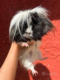 Porcellina d'india/ cavia peruviana