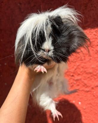 Porcellina d'india/ cavia peruviana