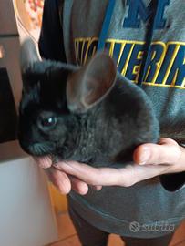Cincillà nero