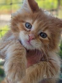 Maine coon cuccioli