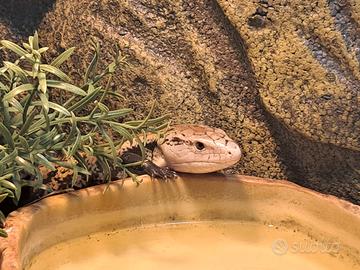 Tiliqua Gigas Gigas