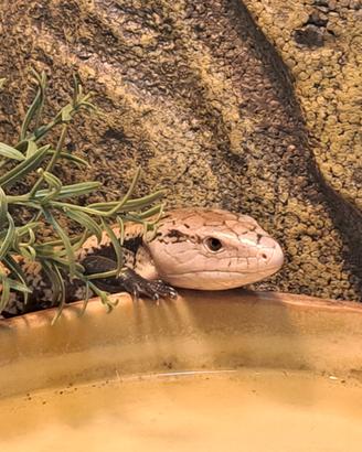 Tiliqua Gigas Gigas