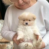 Volpini piccoli di Pomerania