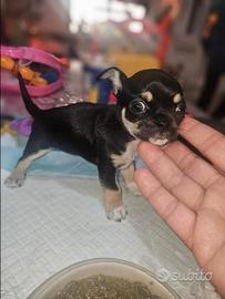 Chihuahua mini toy