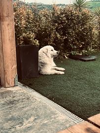 Pastore maremmano abruzzese