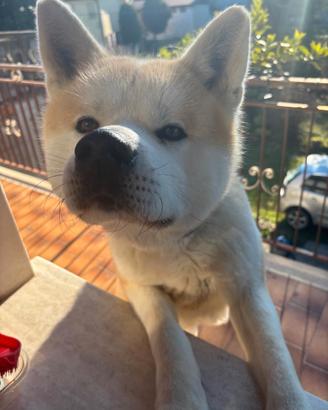 Splendido Akita Inu maschio con pedigree - 4 anni