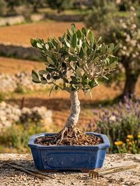 Bonsai di Olivo, Pianta Unica 37 cm, 23 Anni