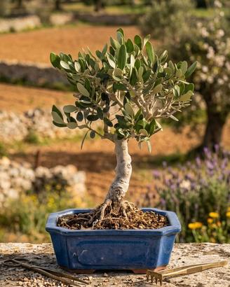 Bonsai di Olivo, Pianta Unica 37 cm, 23 Anni