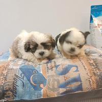 Cuccioli di schizu mini