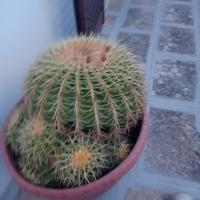 pianta cuscino della suocera 