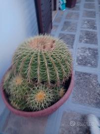 pianta cuscino della suocera 