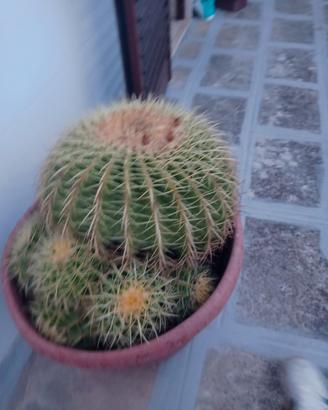 pianta cuscino della suocera 