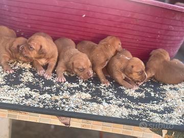 Pitbull ukc