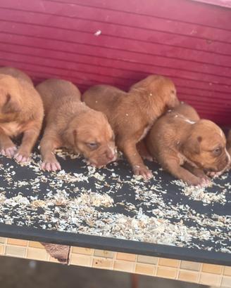 Pitbull ukc