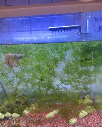 Pesce combattente