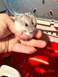 Criceti russi cuccioli