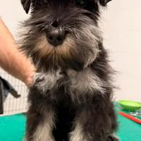 Cucciolo schnauzer nero argento