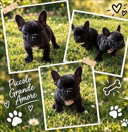 Bulldog francese