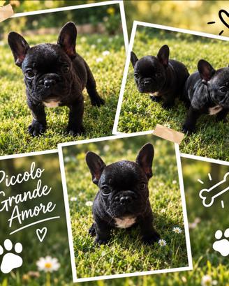 Bulldog francese