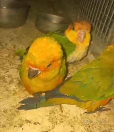 Caicco testa arancio e conuri del sole