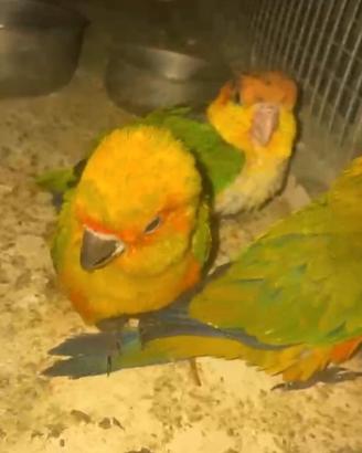 Caicco testa arancio e conuri del sole