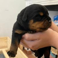 Cuccioli Rottweiler