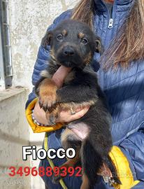 Cuccioli futura taglia media
