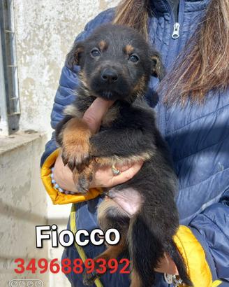 Cuccioli futura taglia media