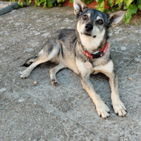 Lola Tenerissima taglia piccola