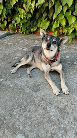 Lola Tenerissima taglia piccola