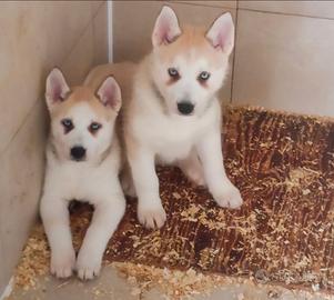 Siberian husky