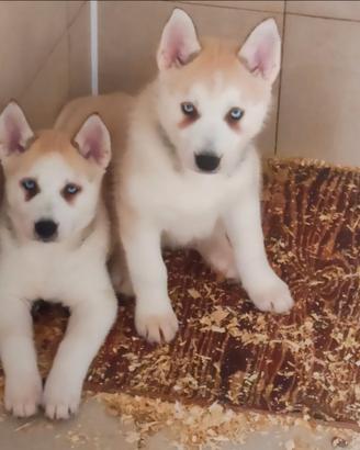 Siberian husky