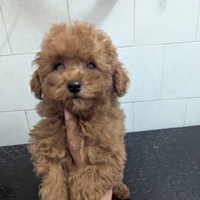 Barbie barboncino toy red