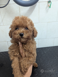 Barbie barboncino toy red