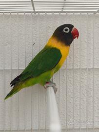 Pappagalli agapornis personatus
