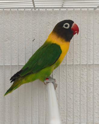 Pappagalli agapornis personatus