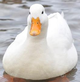 Anatra maschio papera